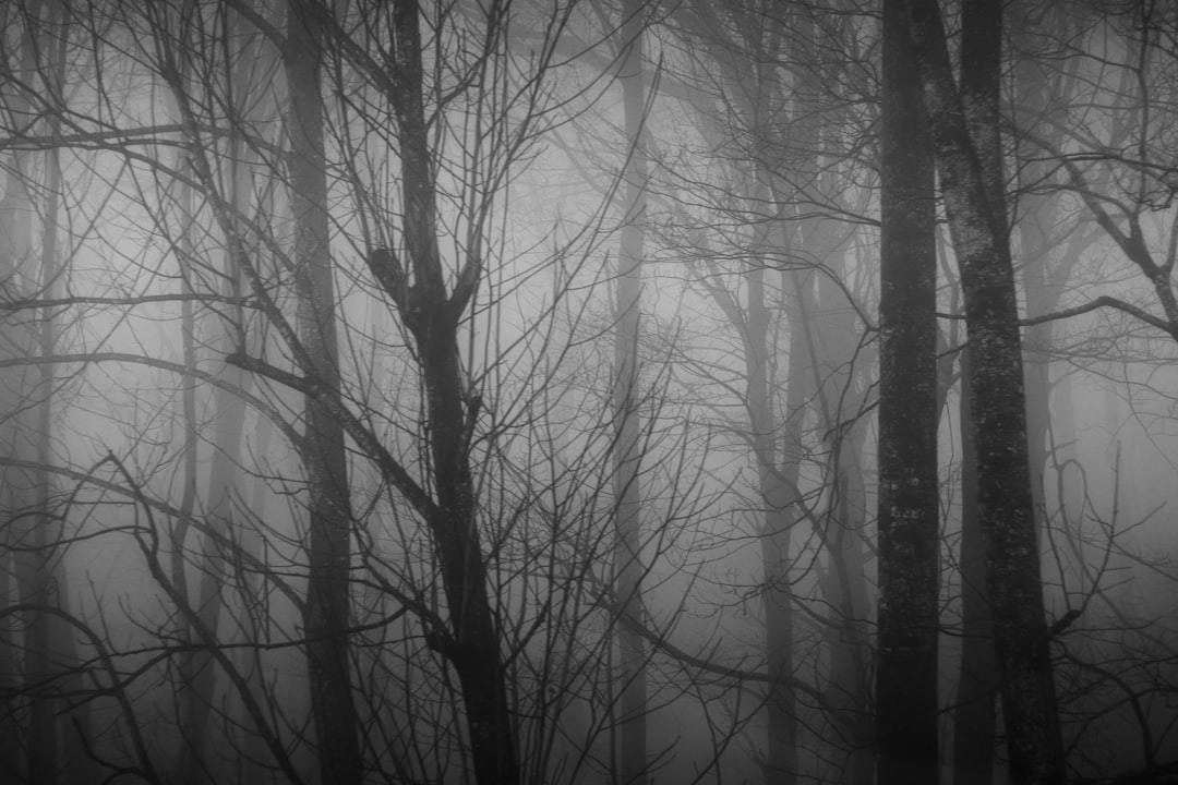 grayscale photography of bare trees