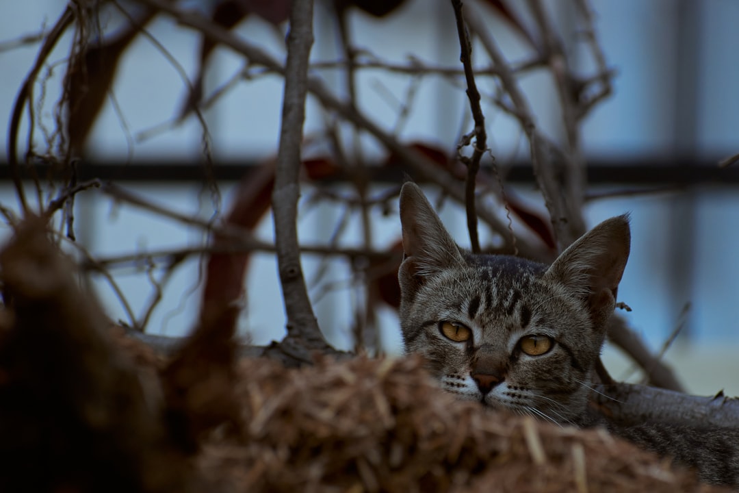 a cat is laying down in a pile of hay