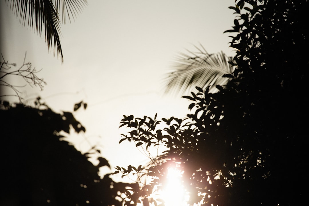 the sun shines through the leaves of a tree
