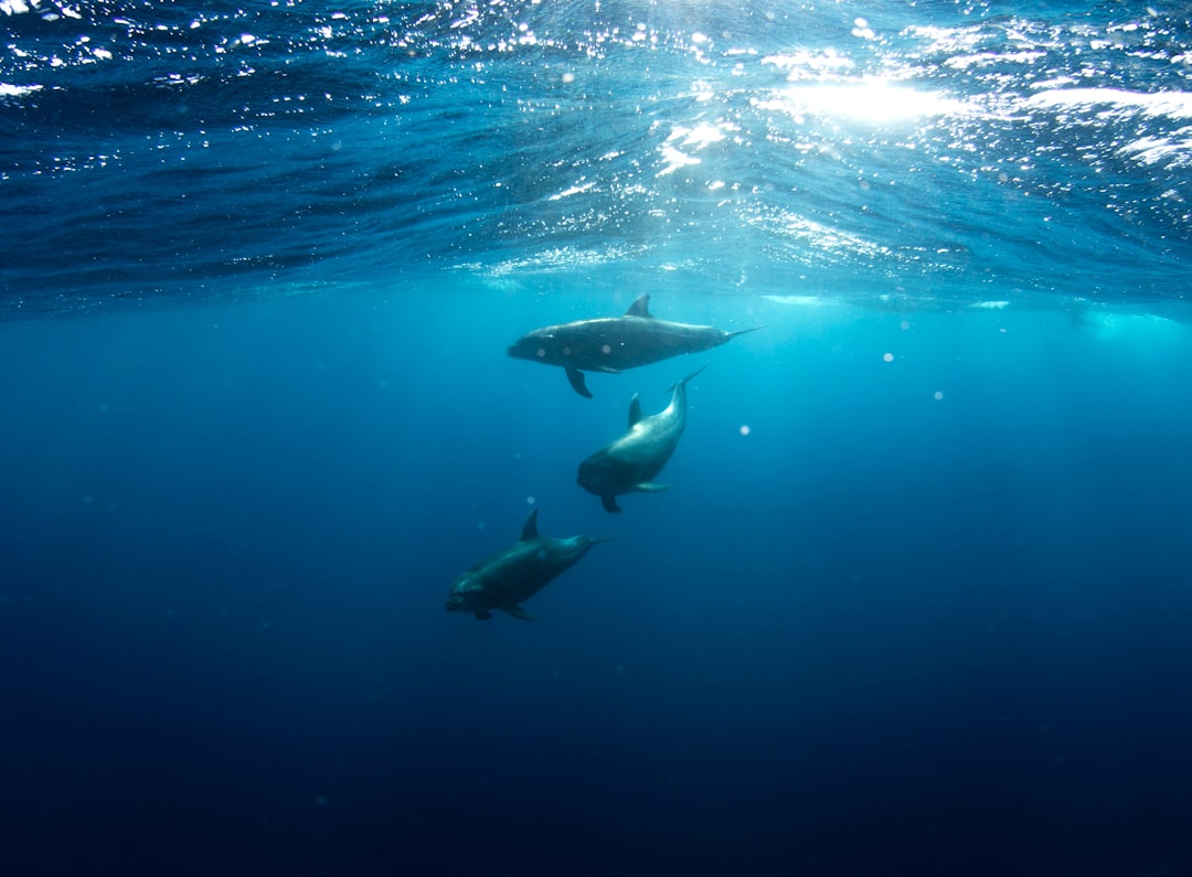 three shark underwater