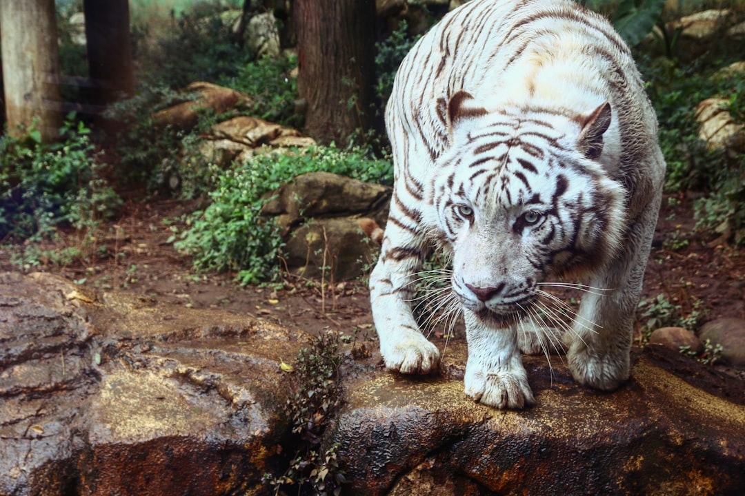 white tiger on brown rock formation